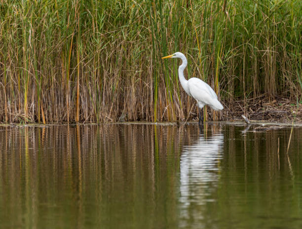 istock Great White Egret in Wetlands in Latvia on a Sunny Day 1174068414
