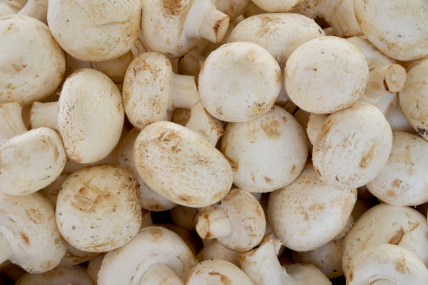 istock organic and fresh mushrooms 1174068434
