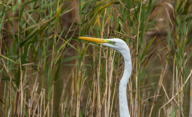istock Great White Egret in Wetlands in Latvia on a Sunny Day 1174069871