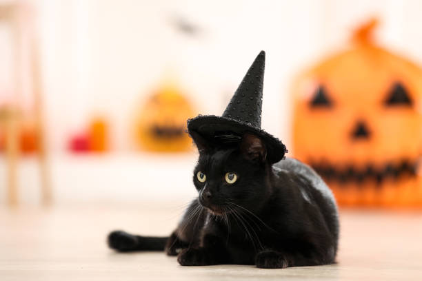 istock Black cat in halloween hat lying on the floor 1174069977