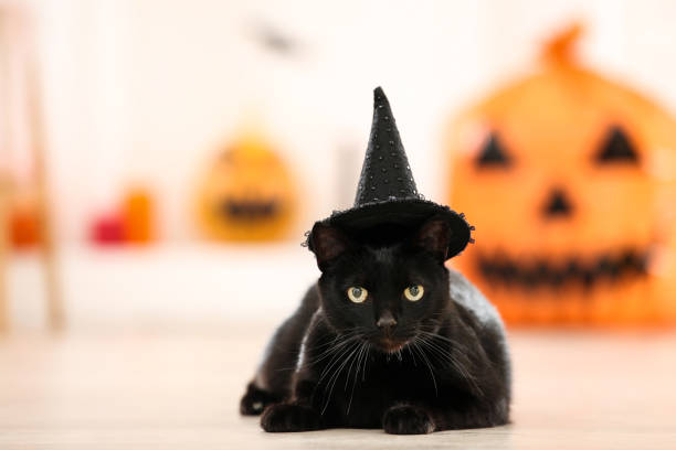 istock Black cat in halloween hat lying on the floor 1174070029