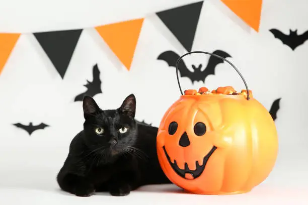 Photo of Black cat with candies in halloween bucket and paper bats on white background