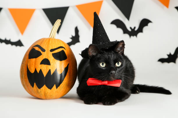 istock Black cat in hat with pumpkin, paper bats and flags on white background 1174070196