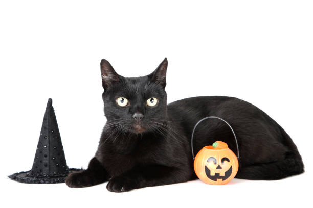 istock Black cat with halloween pumpkin and hat on white background 1174070339