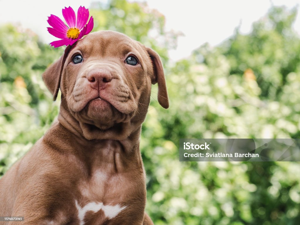 Puppy of chocolate color and bright flower Pretty puppy of chocolate color with a bright flower on his head on a background of blue sky on a clear, sunny day. Close-up, outdoor. Concept of care, education, obedience training, raising of pets Dog Stock Photo
