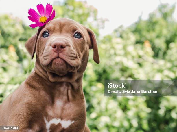 Puppy Of Chocolate Color And Bright Flower Stock Photo - Download Image Now - Dog, Flower, Summer