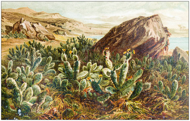 antyczne botaniki ilustracji: opuntia, kolczasta gruszka - cactus flower single flower plant stock illustrations