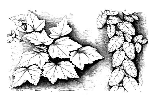 istock Antique botany illustration: Begonia dregei, Ficus scandens 1174073788