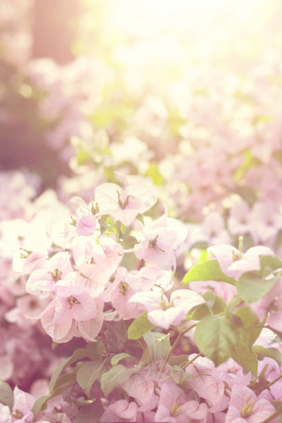 istock Beautiful pink flowers; floral background 1174074124