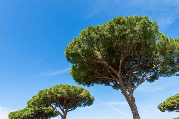 Photo of Maritime pines on blue sky - Ostia Antica Rome Italy