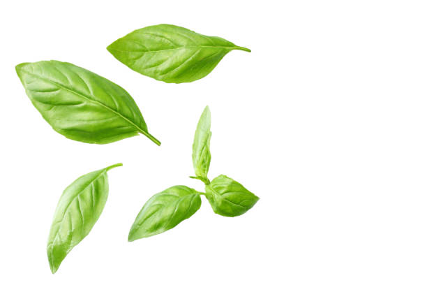 istock Basil leaves isolated on white background. Top view. Flat lay 1174075783