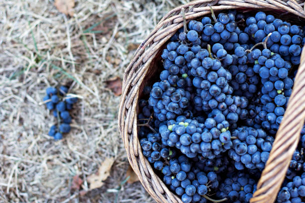 istock Dark grapes in a basket. Grape harvesting. 1174075956