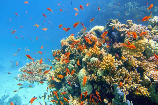 beautiful tropical coral reef with shoal or red coral fish anthias - starting at the bottom imagens e fotografias de stock