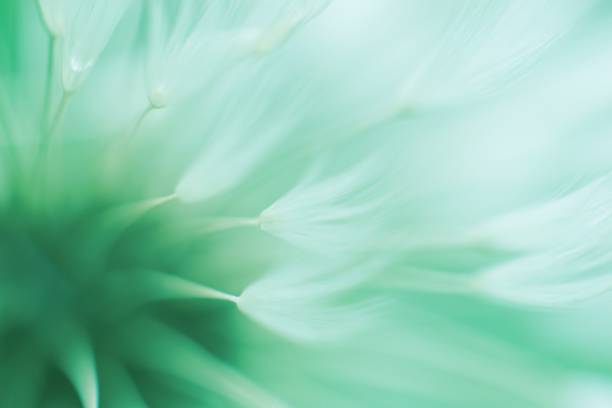 flor de diente de león denuno borroso abstracto en color neo mint de moda - dandelion nature flower abstract fotografías e imágenes de stock