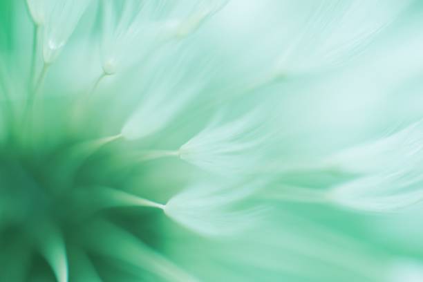 트렌디 한 네오 민트 색상의 추상흐린 민들레 꽃 - dandelion nature flower abstract 뉴스 사진 이미지