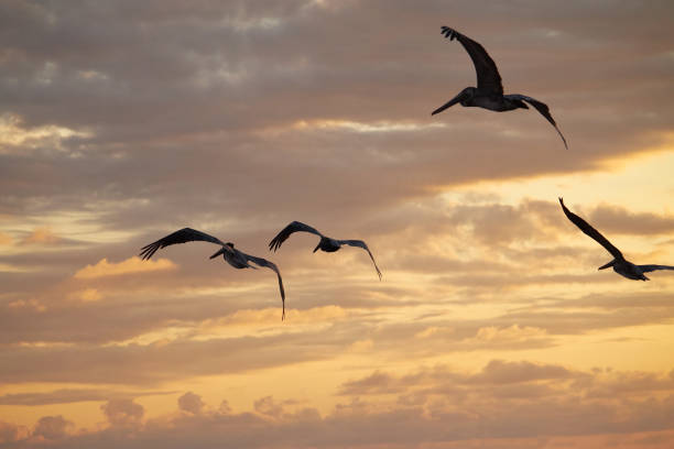 istock Soul in air 1174076038