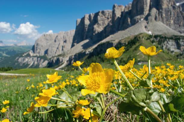 istock Blooming spring mountain slopes.  Globeflowers  (Trollius Europaeus) Dolomites, Italy. 1174076151