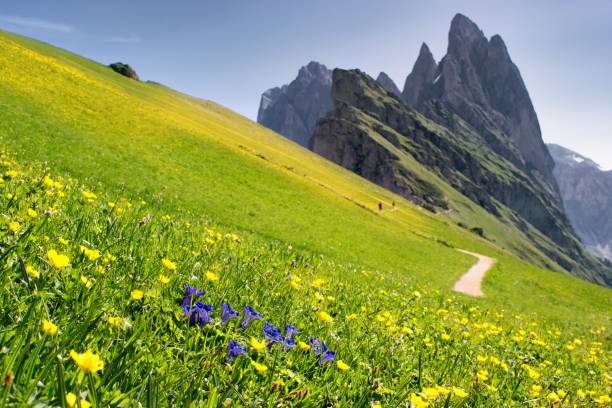 istock Blooming spring mountain slopes.  Seceda, Dolomites, Italy. 1174076152