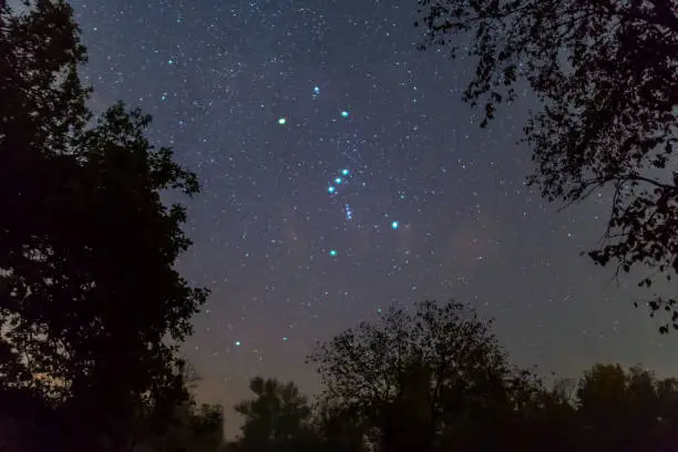Photo of Orion constellation on the night starry sky between dark tree silhouette, outdoor night forest landscape
