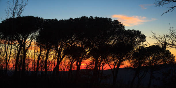 istock Silhouette of trees 1174077851