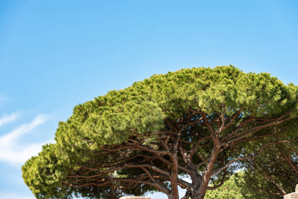 istock Maritime pine on blue sky - Ostia Antica Rome Italy 1174078312
