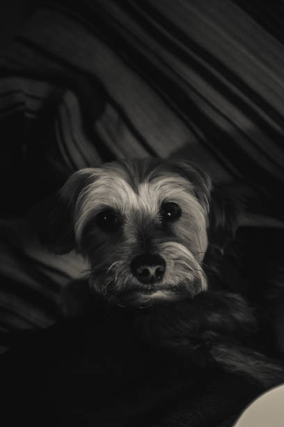 istock Yorkshire terrier puppy thinking about her reality 1174078405