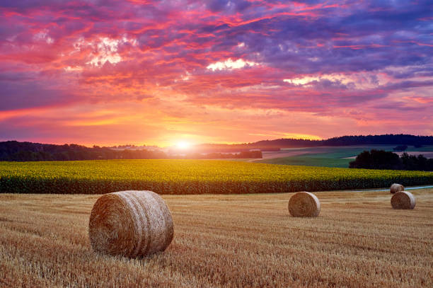 Hay bales and sunflower farm reflection sunset pink sky.