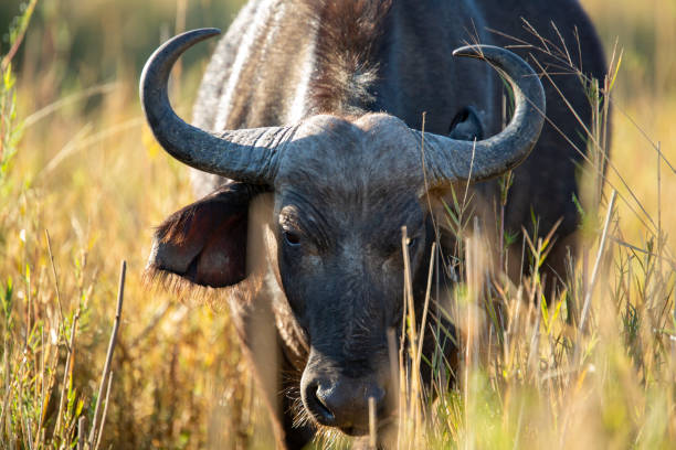 istock A herd of Buffalo 1174079331