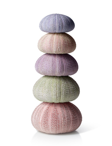 Sea urchin shells balance of various colours.