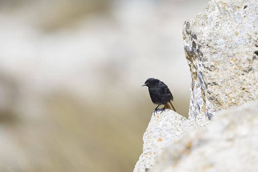 A male black redstart (Phoenicurus ochruros) perched on the coastal rocks of the Algarve Portugal. foraging between the rocks for seeds and insects.
