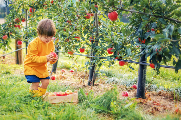 menino pequeno da criança que pegara maçãs vermelhas no jardim da maçã põr os na caixa de madeira. colhendo frutas. estilo de vida da estação do outono. alimento orgânico homegrown do vegan - orchard child crop little boys - fotografias e filmes do acervo