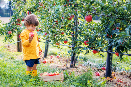 Little toddler boy picking up red apples in apple garden put them into wooden box. Harvesting fruit. Autumn season lifestyle. Homegrown organic vegan food