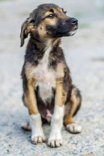 istock Stray Dog in Bulgaria 1174081587