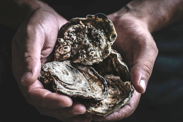 暗い背景に男性の手に新鮮な大きな牡蠣。おいしいシーフード - prepared oysters ストックフォトと画像