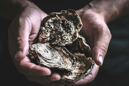 Fresh large oysters in male hands on a dark background. Delicious seafood