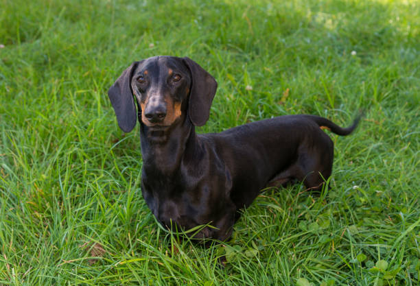 istock Black and tan dachshund is on grassy meadow in summer 1174083960