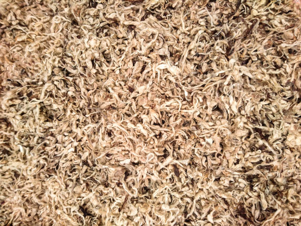 istock Background texture image of pieces of natural raw sheep wool 1174084078