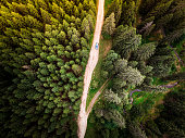 Aerial view of car on winding forest road in wilderness