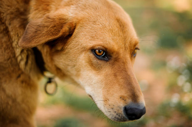 istock Old brown ginger homeless dog looking at the camera 1174084827