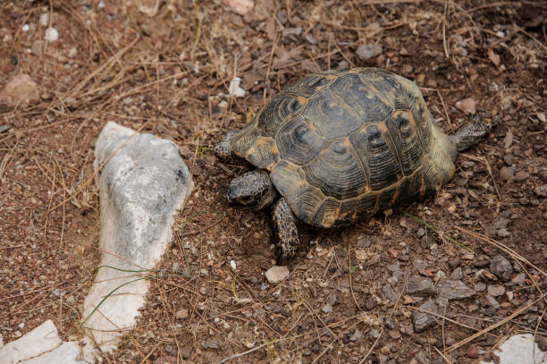 istock Turtle walking on the ground in the park 1174085481