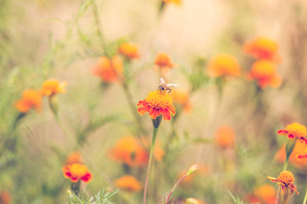 istock Bee on a marigold autumn background 1174086524