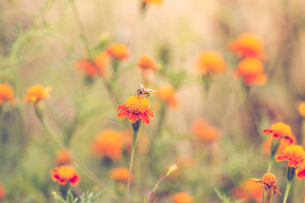 istock Bee on a marigold autumn background 1174086526
