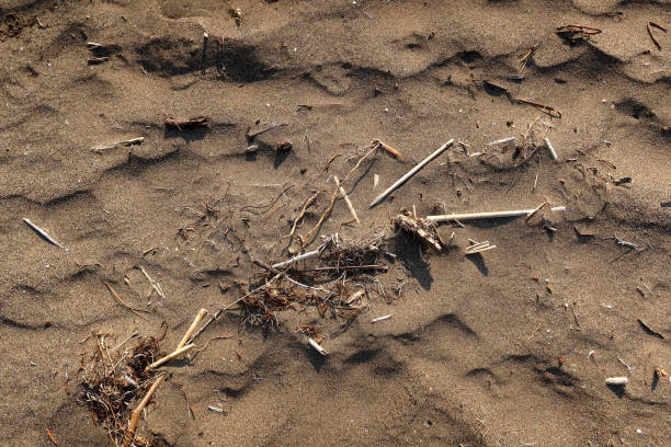 istock Rotten wood on beach 1174088863