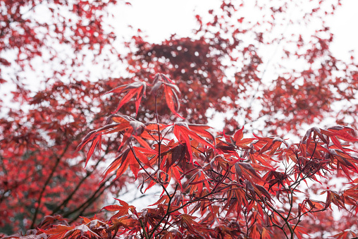 Red-leafed maple tree. Natural background. Selective focus.