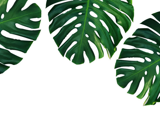 istock Green Monstera leaf isolated on white background 1174091233