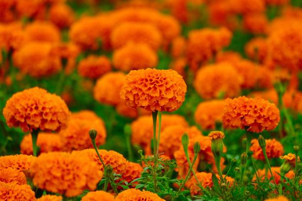 istock Beautiful growing marigold flowers 1174091537