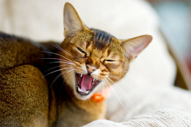 Abyssinian cat hisses at the camera, exposing and showing fangs An Abyssinian cat hisses at the camera, exposing and showing fangs. The animal is embittered hissing photos stock pictures, royalty-free photos & images