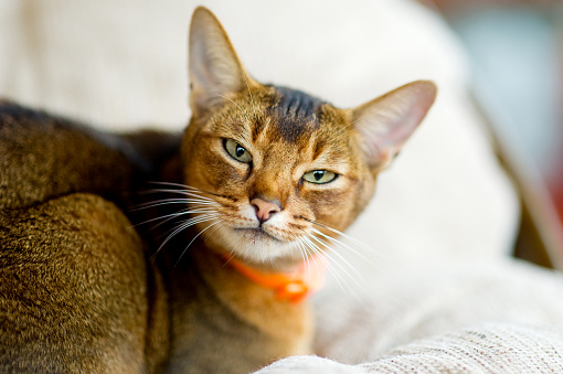 Abyssinian cat calmly looking at the camera