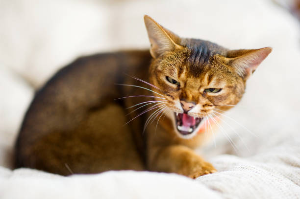 Abyssinian cat hisses and prepares to attack the enemy Abyssinian cat squintes, hisses and prepares to attack the enemy hissing photos stock pictures, royalty-free photos & images