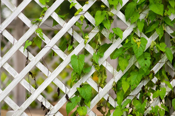 cerca de madera enrejada parcialmente cubierta de vegetación - fence formal garden gardening ornamental garden fotografías e imágenes de stock